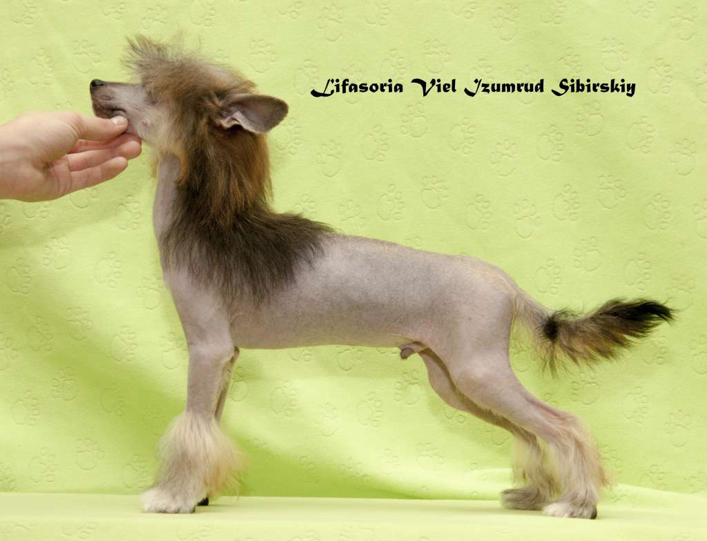 Lifasoria Viel Izumrud Sibirskiy