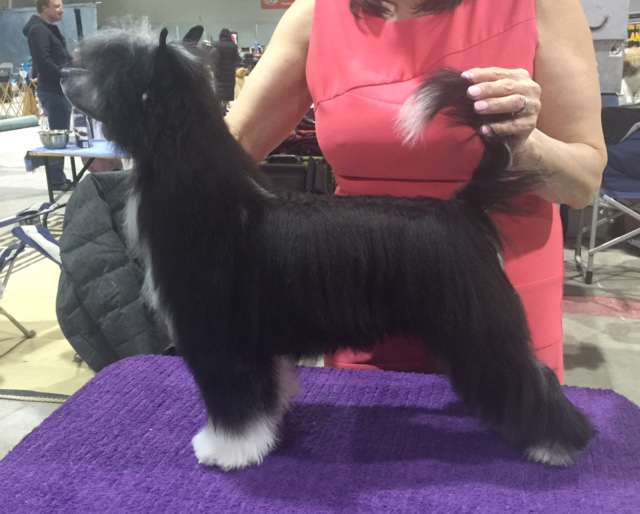 Wind N Puffin Starry Starry Night