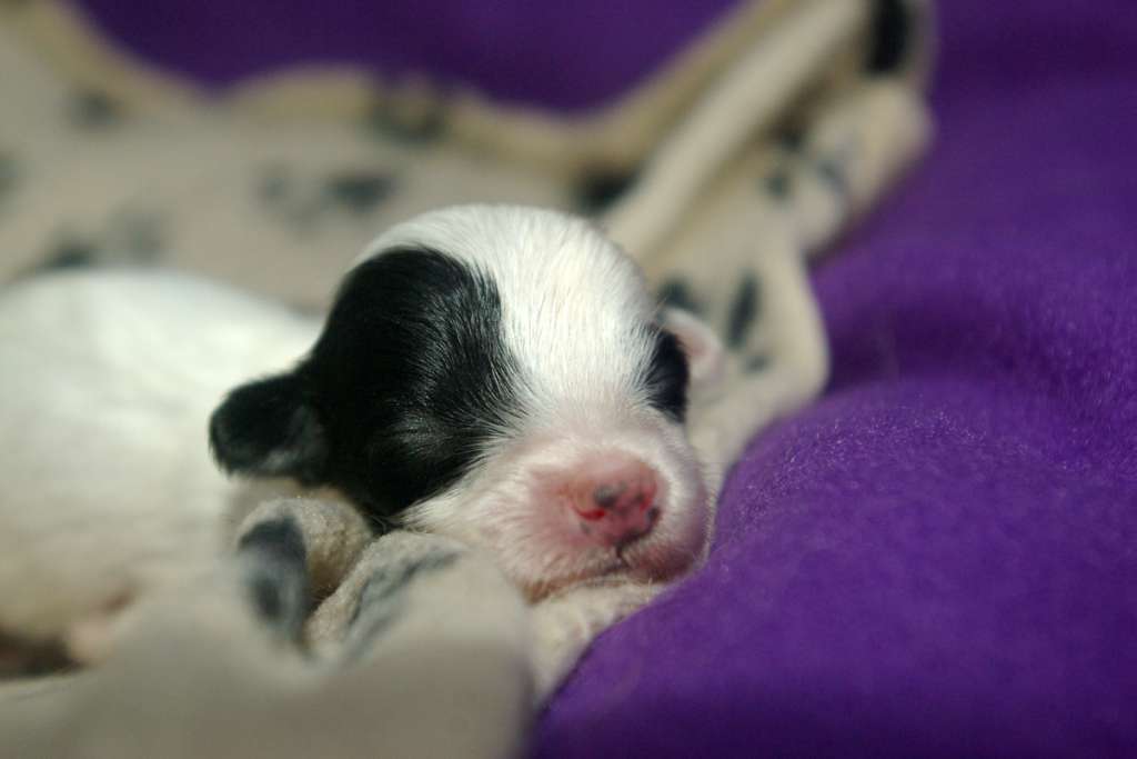 Dark Knight's Aruna Skunai