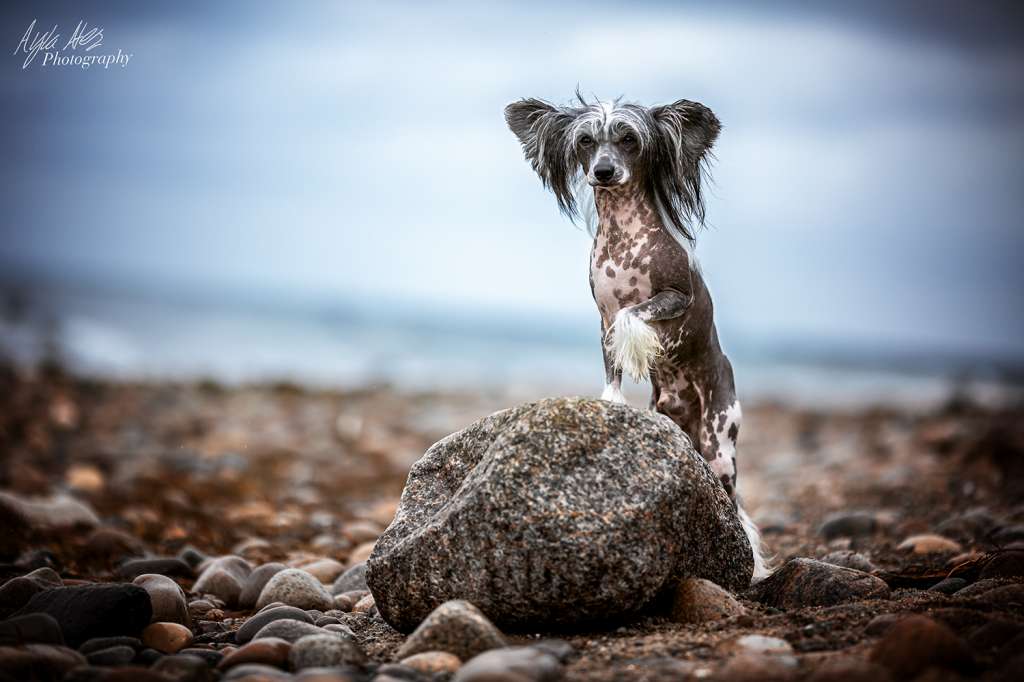 Dark Knight's Allicanto Skunai