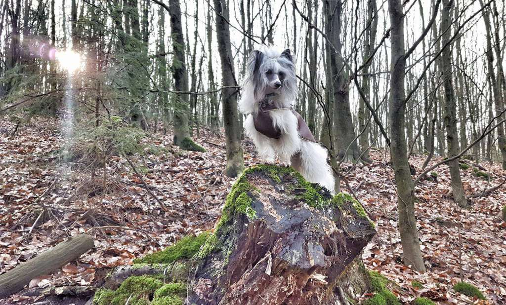 Dark Knight's Andwari Skunai