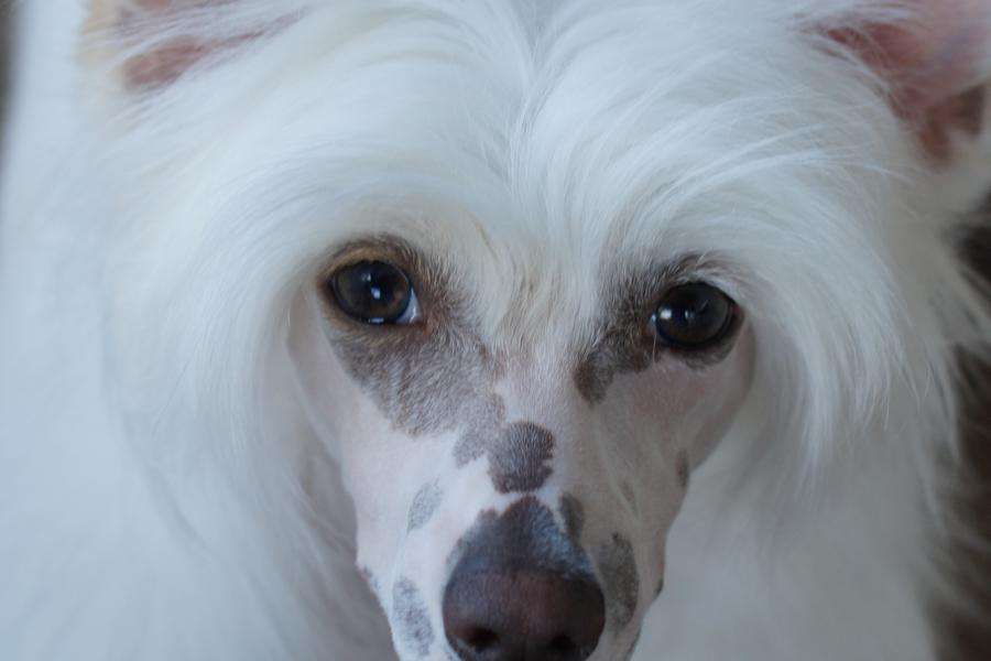 Amonti Made of Frabies Beauties