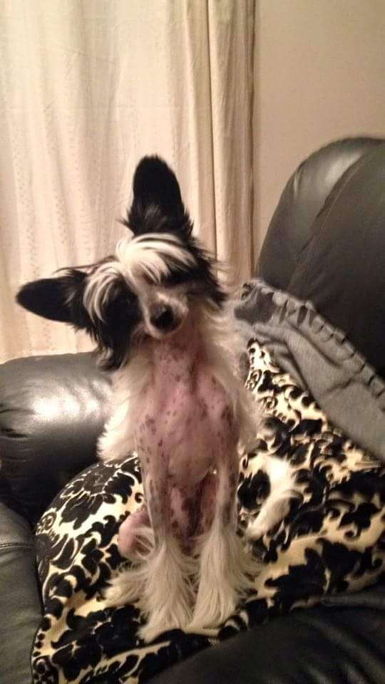 Waggingtail Disney Baby Doll Dolly