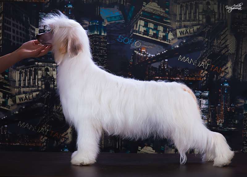 My Vanity Fair Rio Rita(puff)