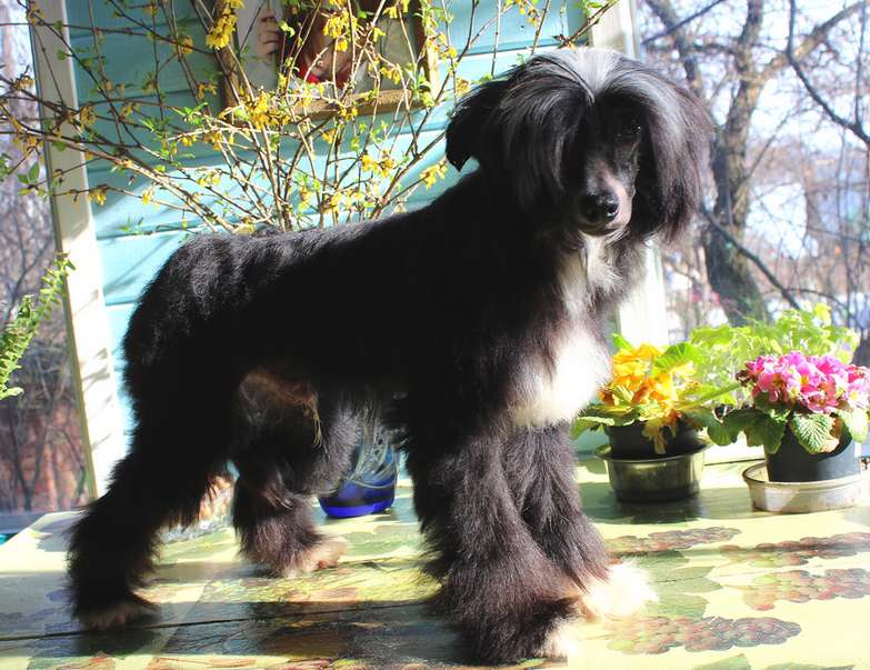 Angel O' Check Zinger