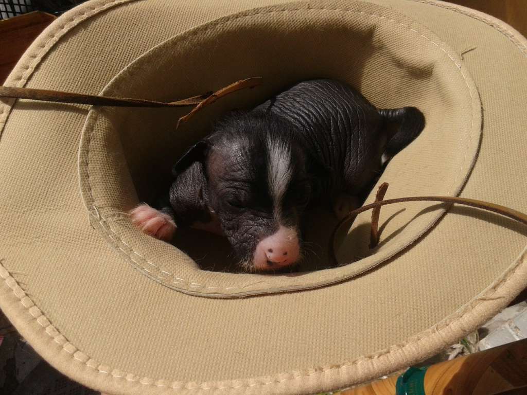 Millenium Pride Diamond Paulik