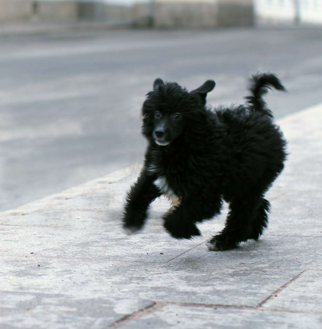 Millenium Pride Dandelion Air