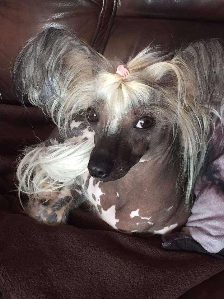 My Crazy Crested Dirty Menisque