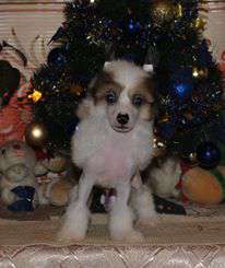 Young Lady Gwenavere Dom Risorto