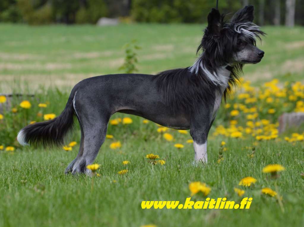 Kaitlin Kardashian Kourtney