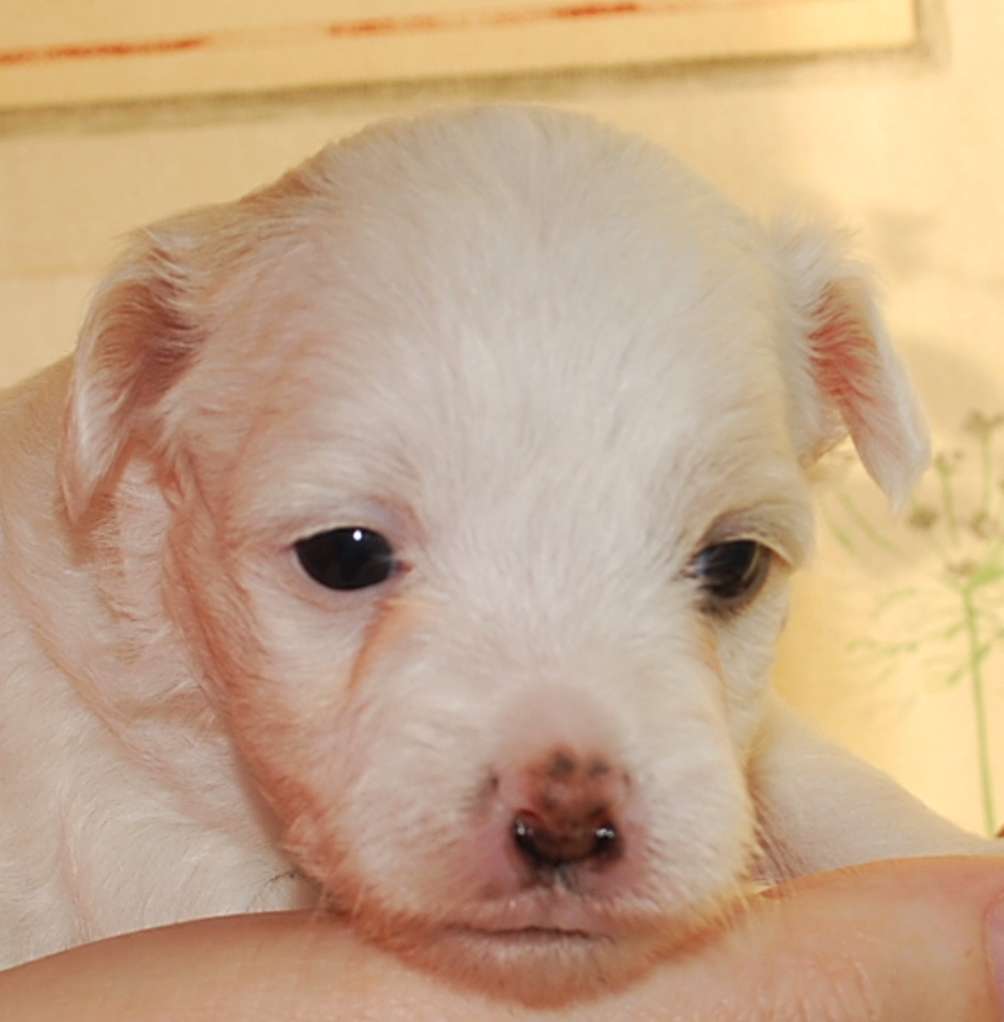 Pappersdrakens Drac Ullah