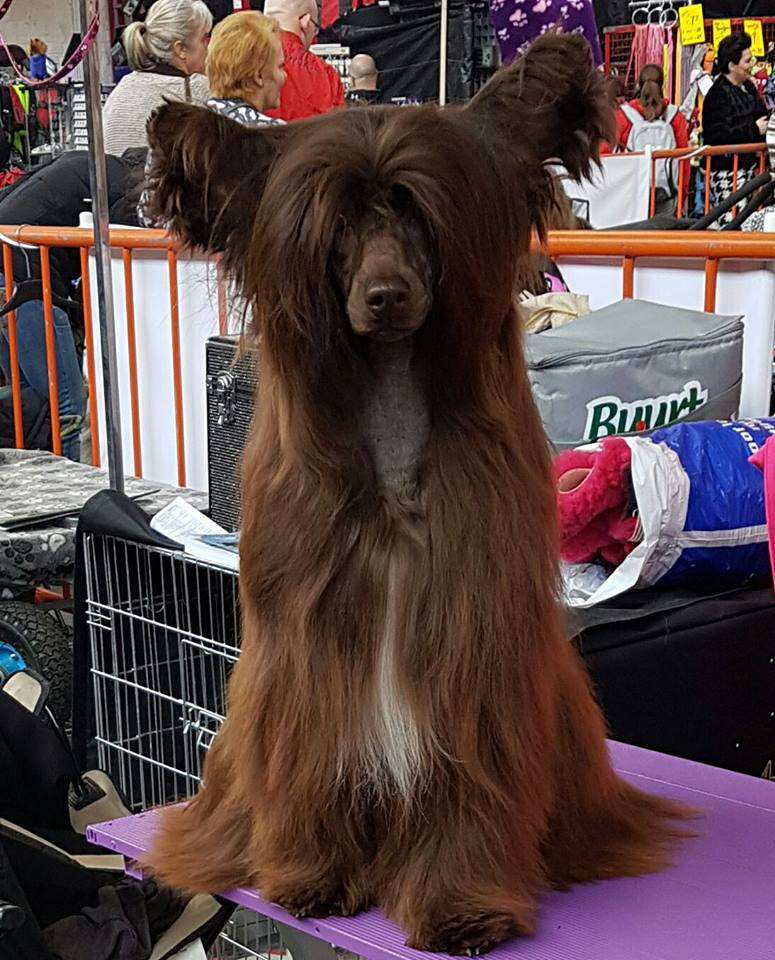 Bi-lav Plus What Else