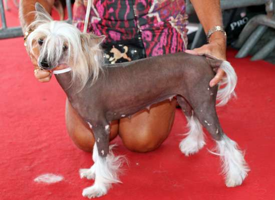 Lily Sweet Melody des Zéphyrs de l'Olympe