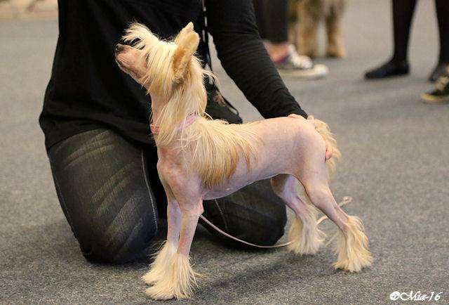 Pinky Twinky Sydänkäpynen