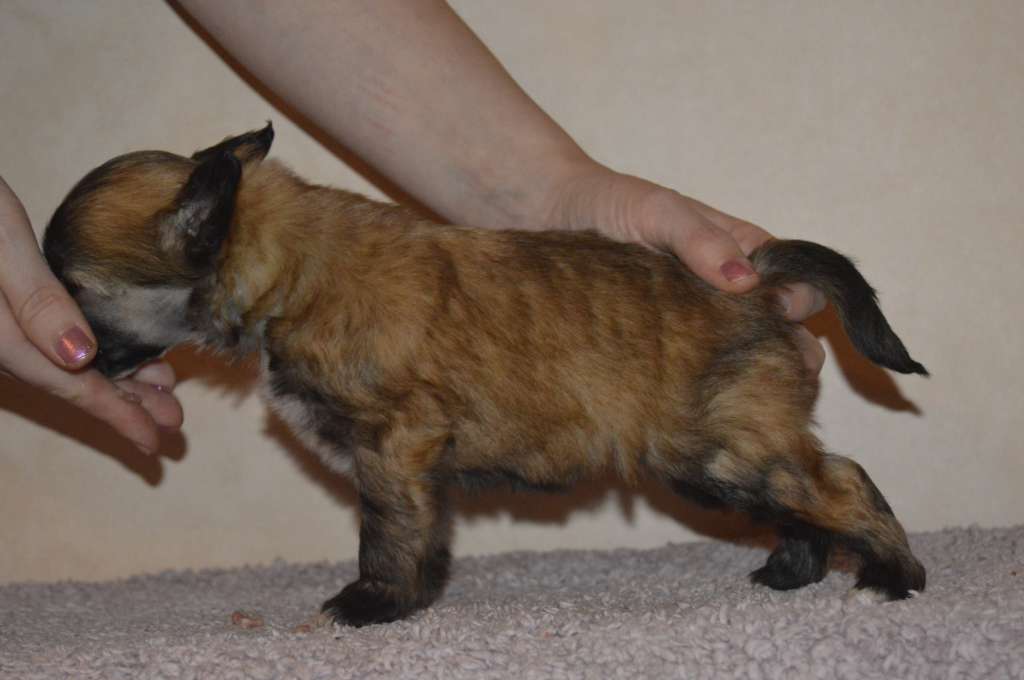 Pinky Twinky Suukkosuu