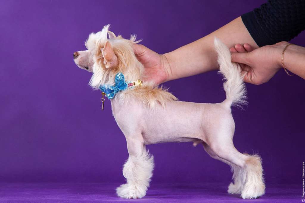 Rolana Family Launcelot