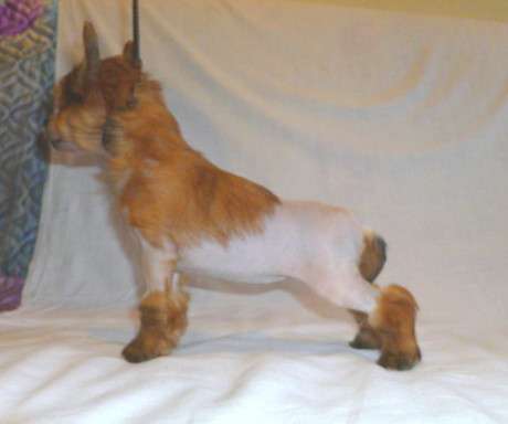 Rolana Family Tropicana