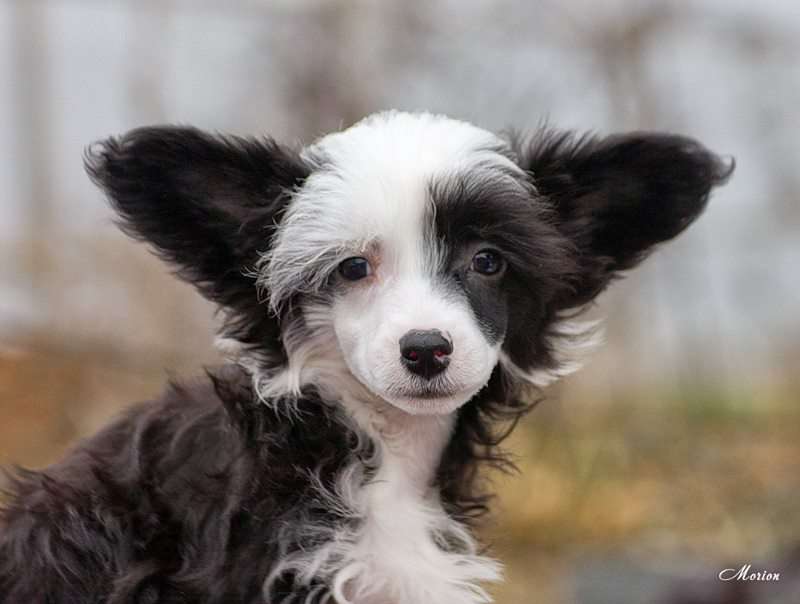 Shantli Rose Anvers Biscoe