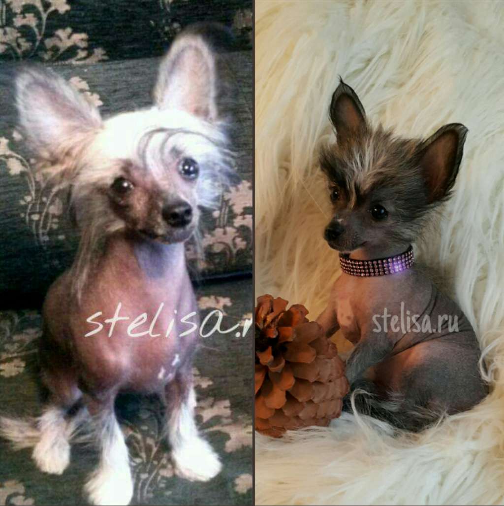 Stella Plyus Gl-Amur