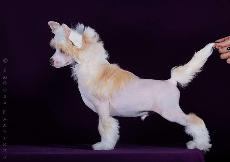 My Vanity Fair Absenth