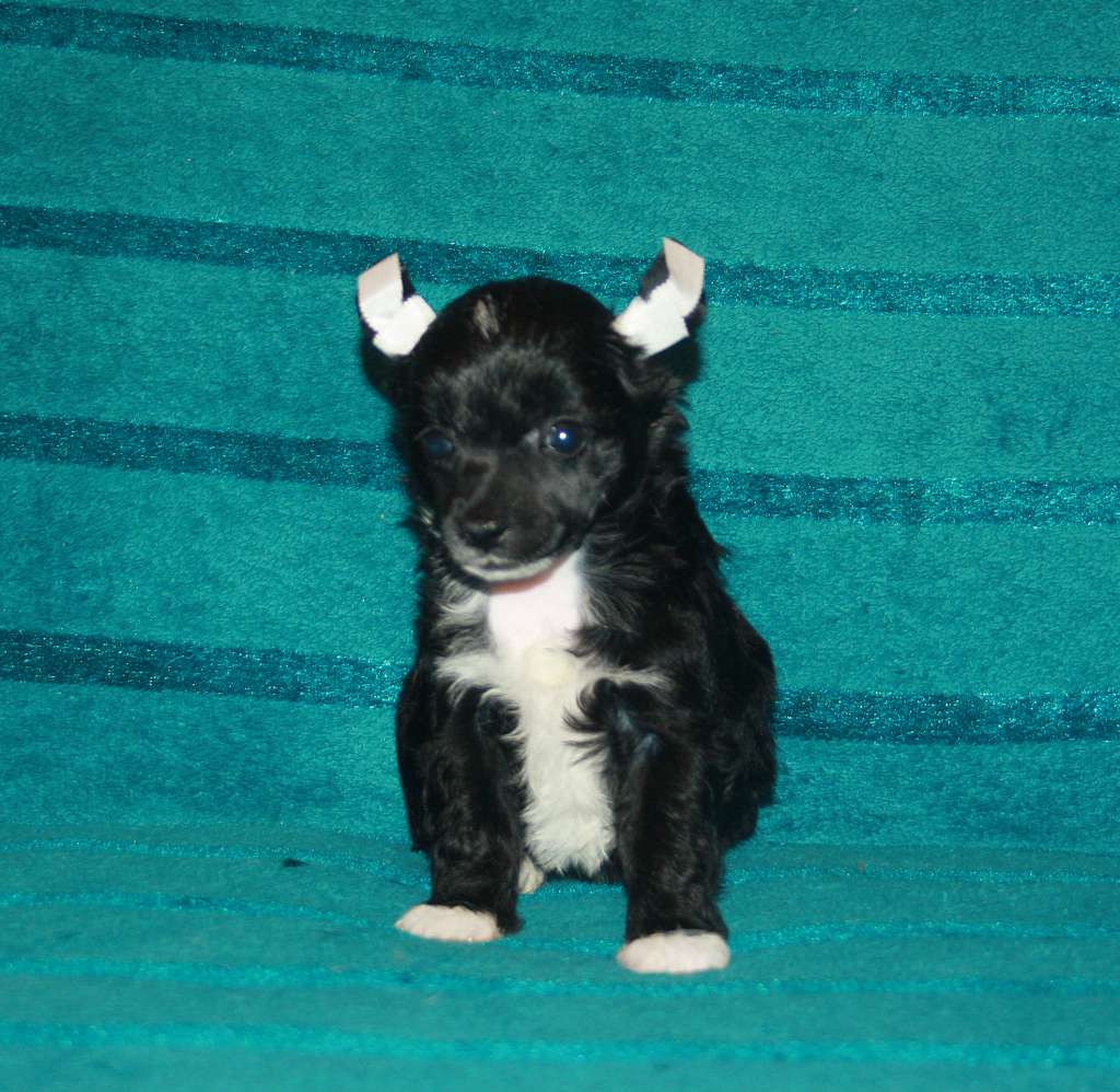 Charuyuschiy Soblazn Istinnaya Noch'