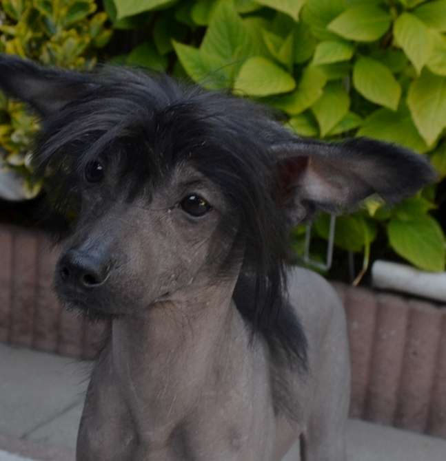 Cappucino Babe of Ria's Pride