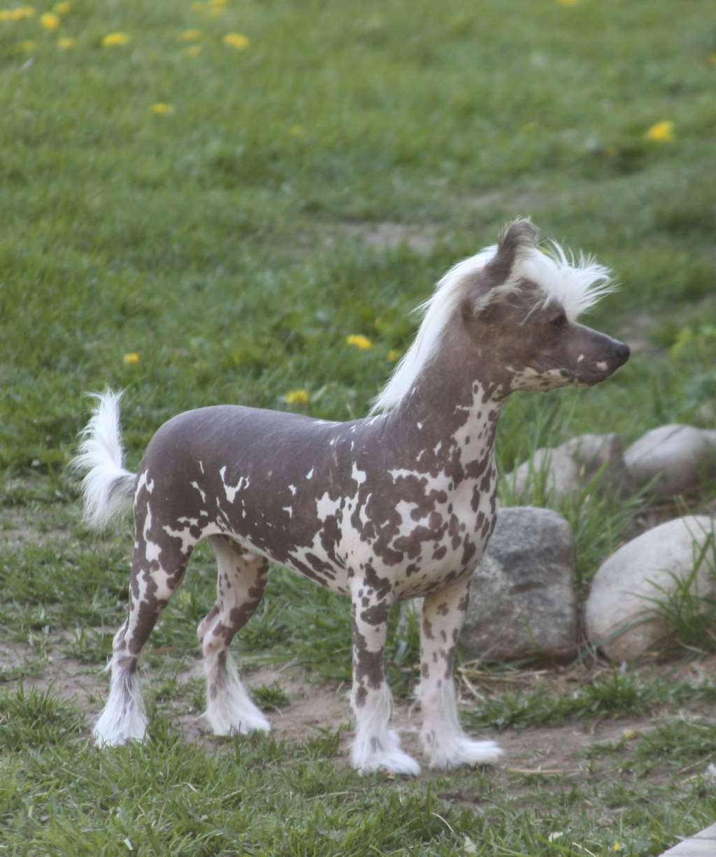 Crestilux Backyard Baby