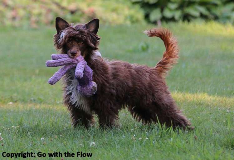 Clan of Stork's New Flow