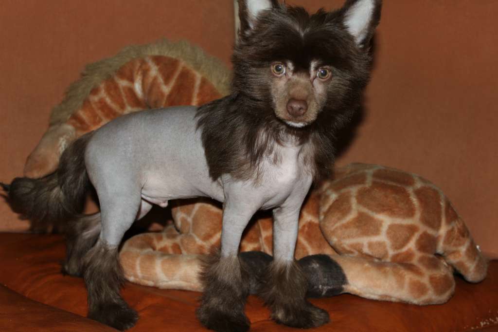 Sardor How Miracolo Dell'anima