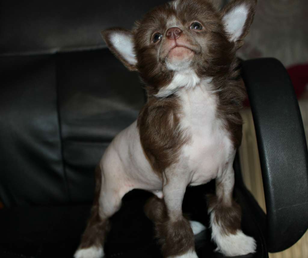 Spartak Henry Miracolo Dell'anima