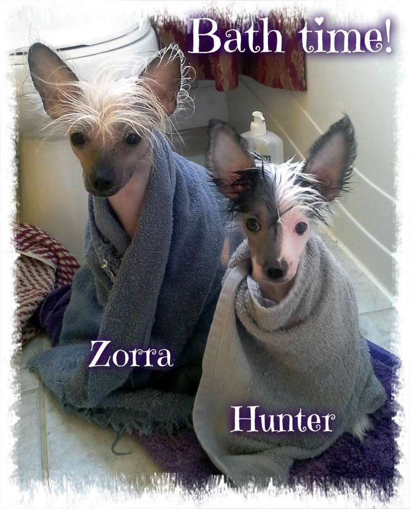 SassyTails Treasure Hunter