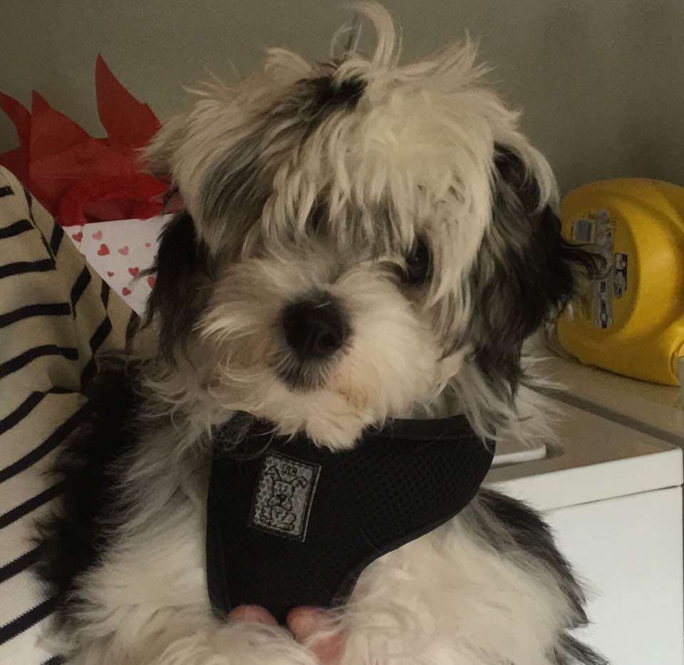 SassyTails Ode To Joy