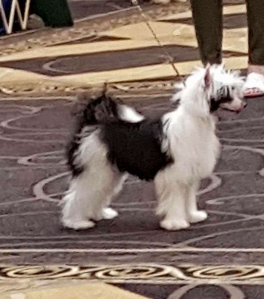 SassyTails Kang's Treasure