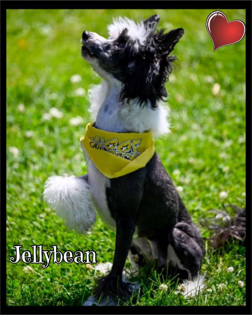 SassyTails Treasure Decoded