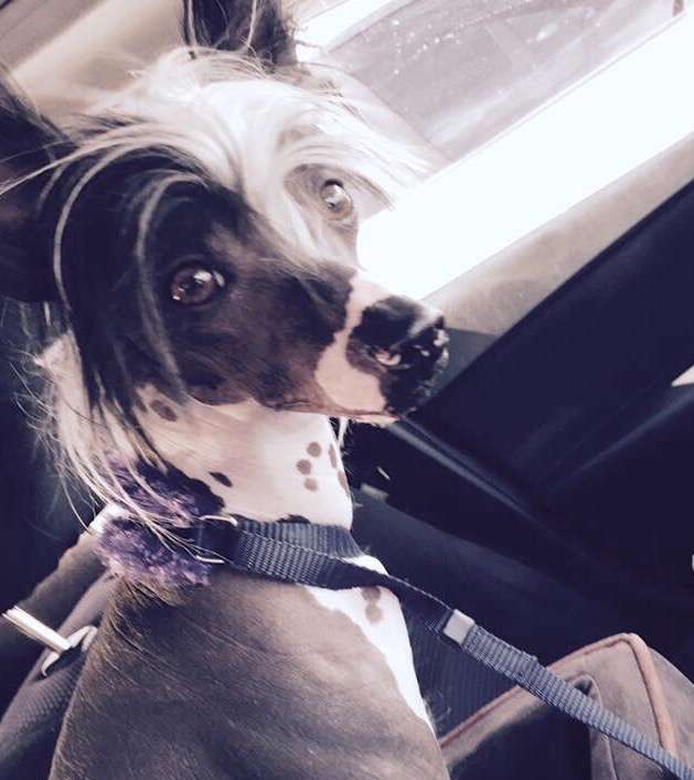 SassyTails Precious Treasure