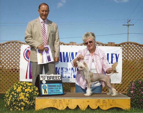 FaeryDreamer's Pirate of the Caribbean of TudorHil