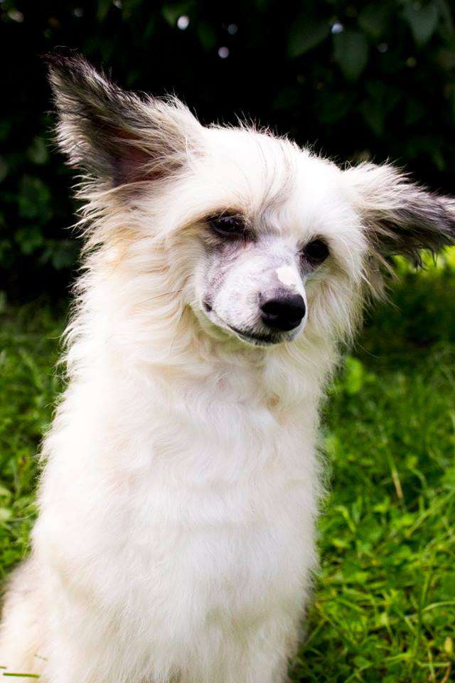 Margo RoyalStar Vizard