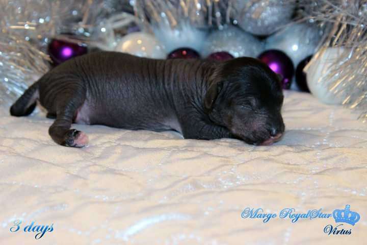 Margo RoyalStar Virtus