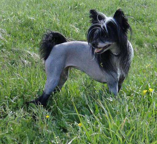 Charuyuschiy Soblazn Karentija