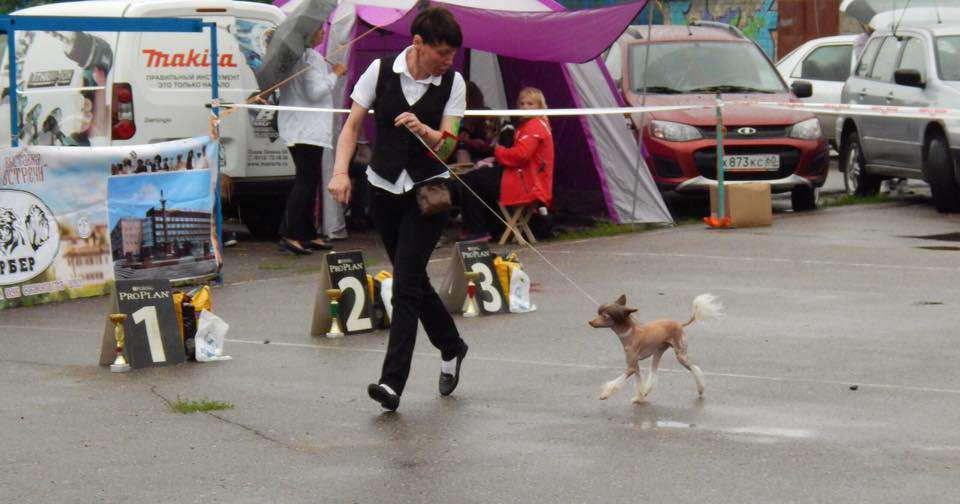 Charuyuschiy Soblazn Lait Domino