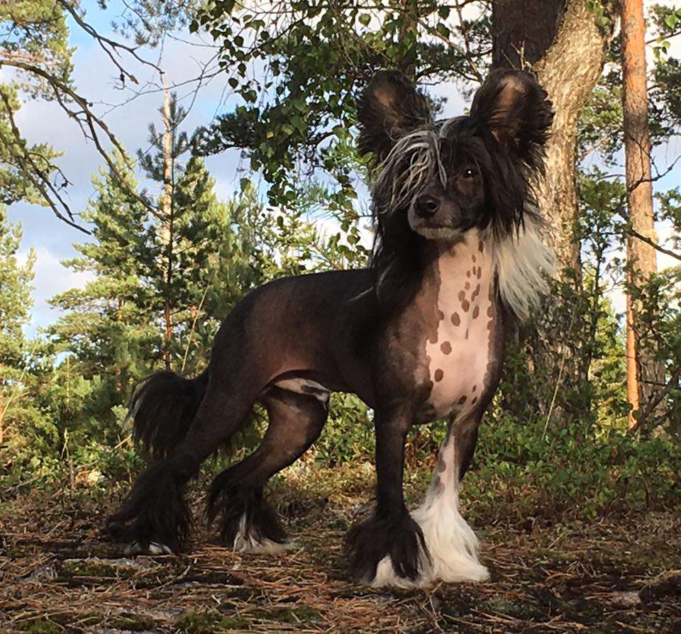 Passer-By My Harald Fairhair