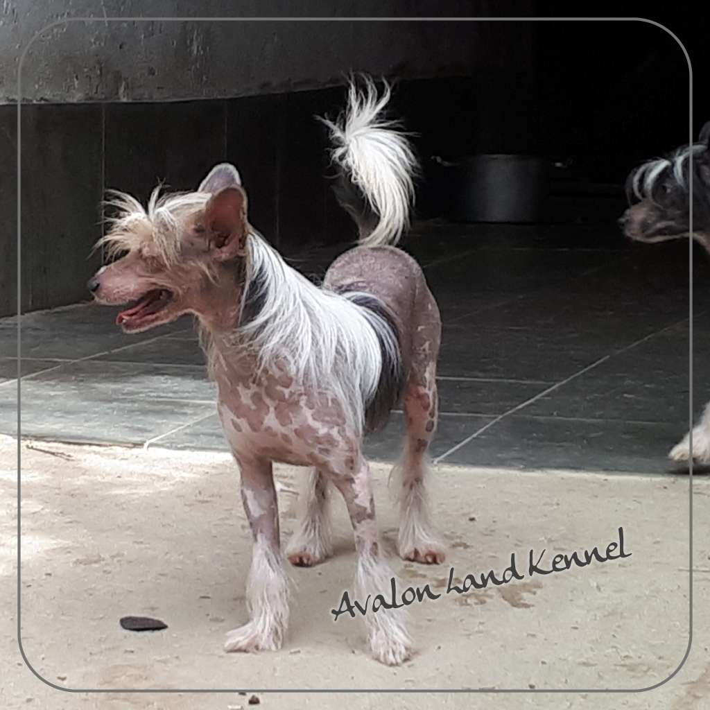 Derek Hl Of Avalon Land