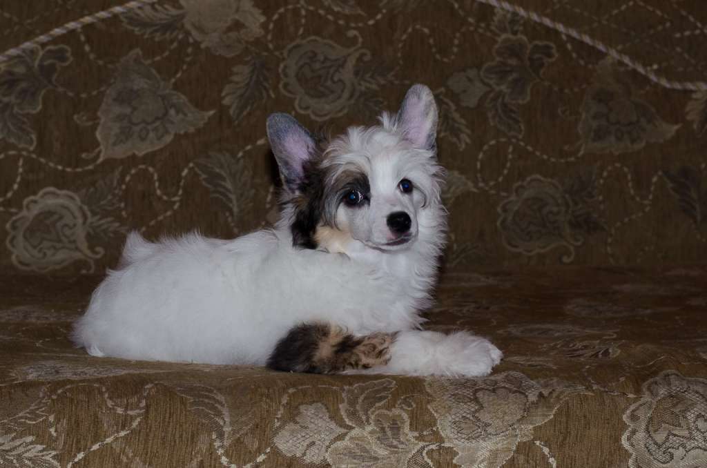 Anna Sky Kennel Zabava Non Stop