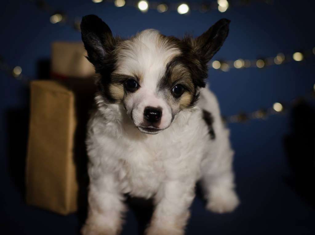 Anna Sky Kennel Zahar