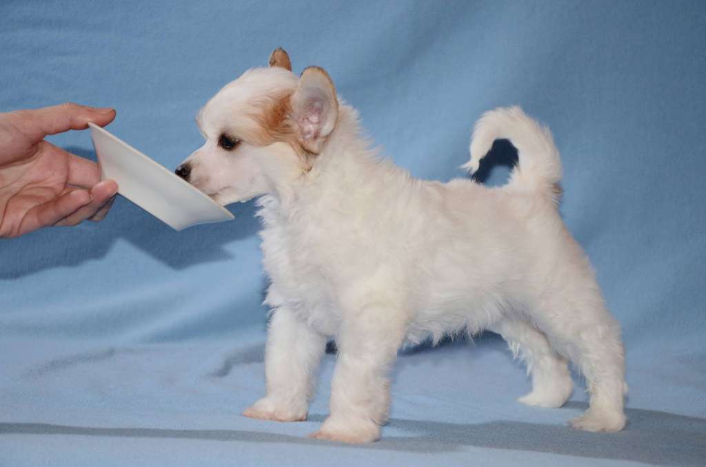 Anna Sky Kennel Zipper