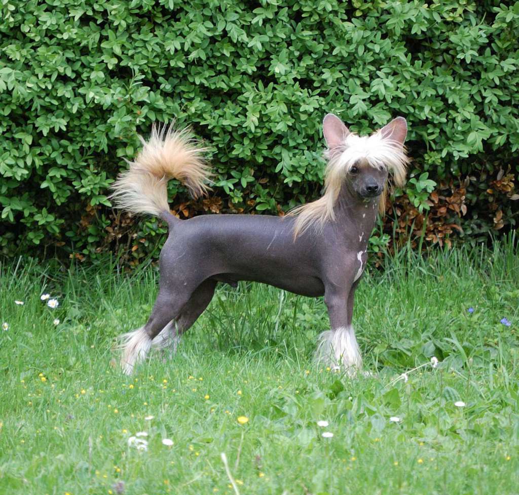 Joli Coeur Kokeshi' c Dogs