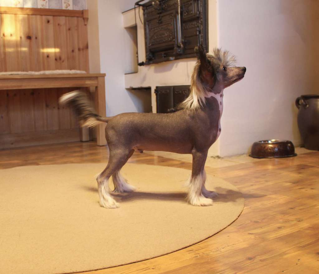 Kaylen's Trade Winds With Sirocco