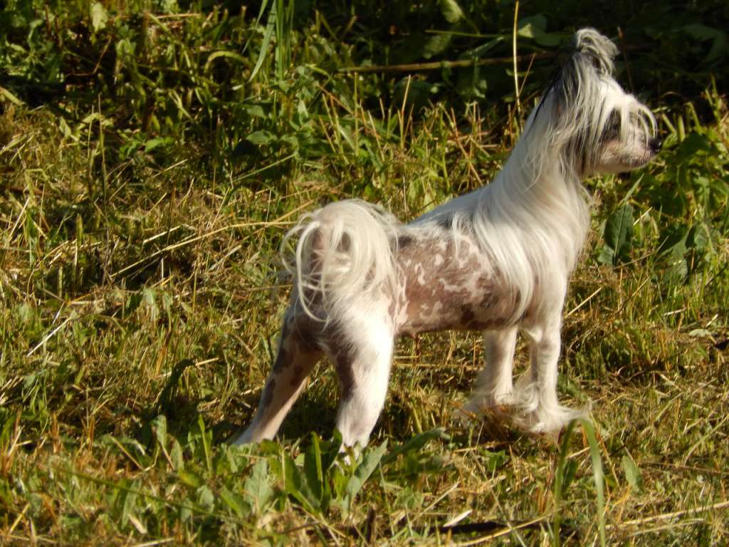 Charuyuschiy Soblazn Lunnaya Rossyp'