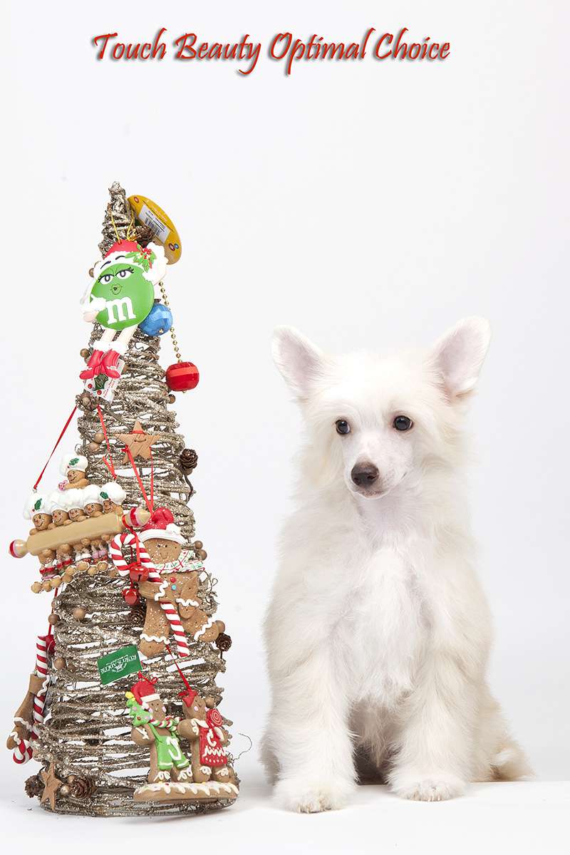 Touch Beauty Optimal Choice