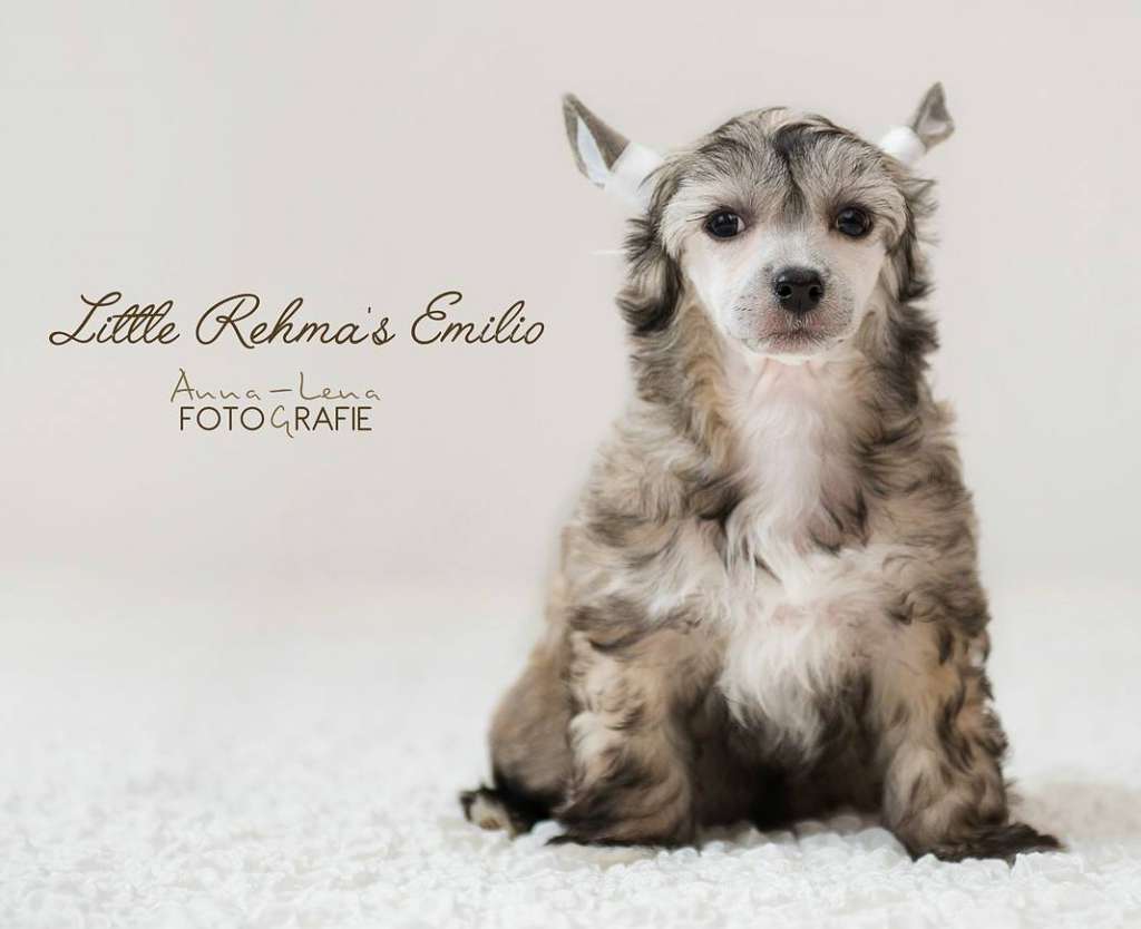 Little Rehma's Emilio